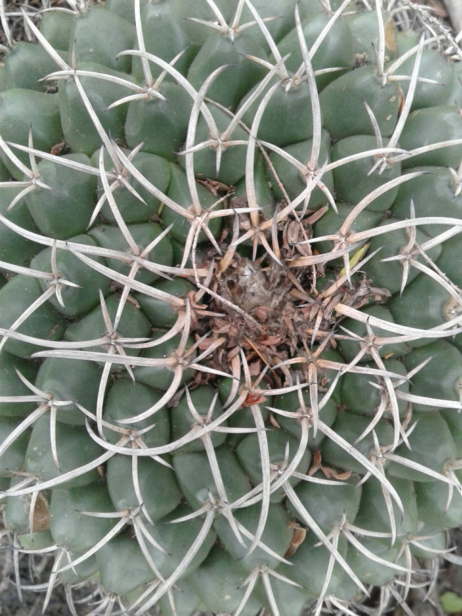 Mammillaria magnimamma